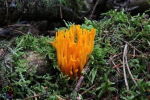 Calocera viscosa (1200 x 800)5